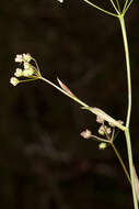 Imagem de Pimpinella saxifraga L.