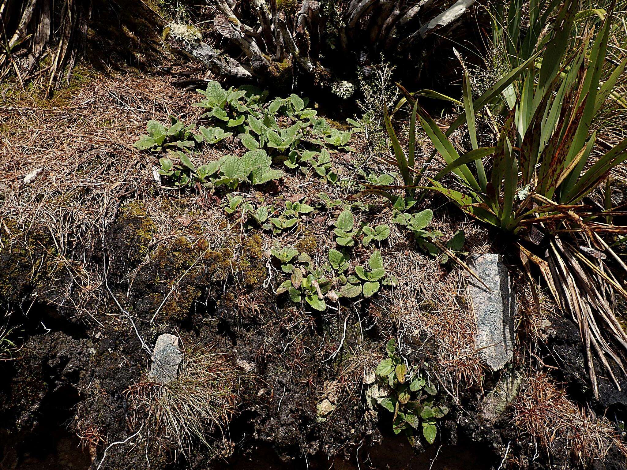 Imagem de Ourisia macrophylla Hook.