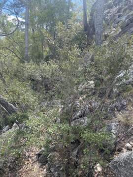 Image of brush hovea