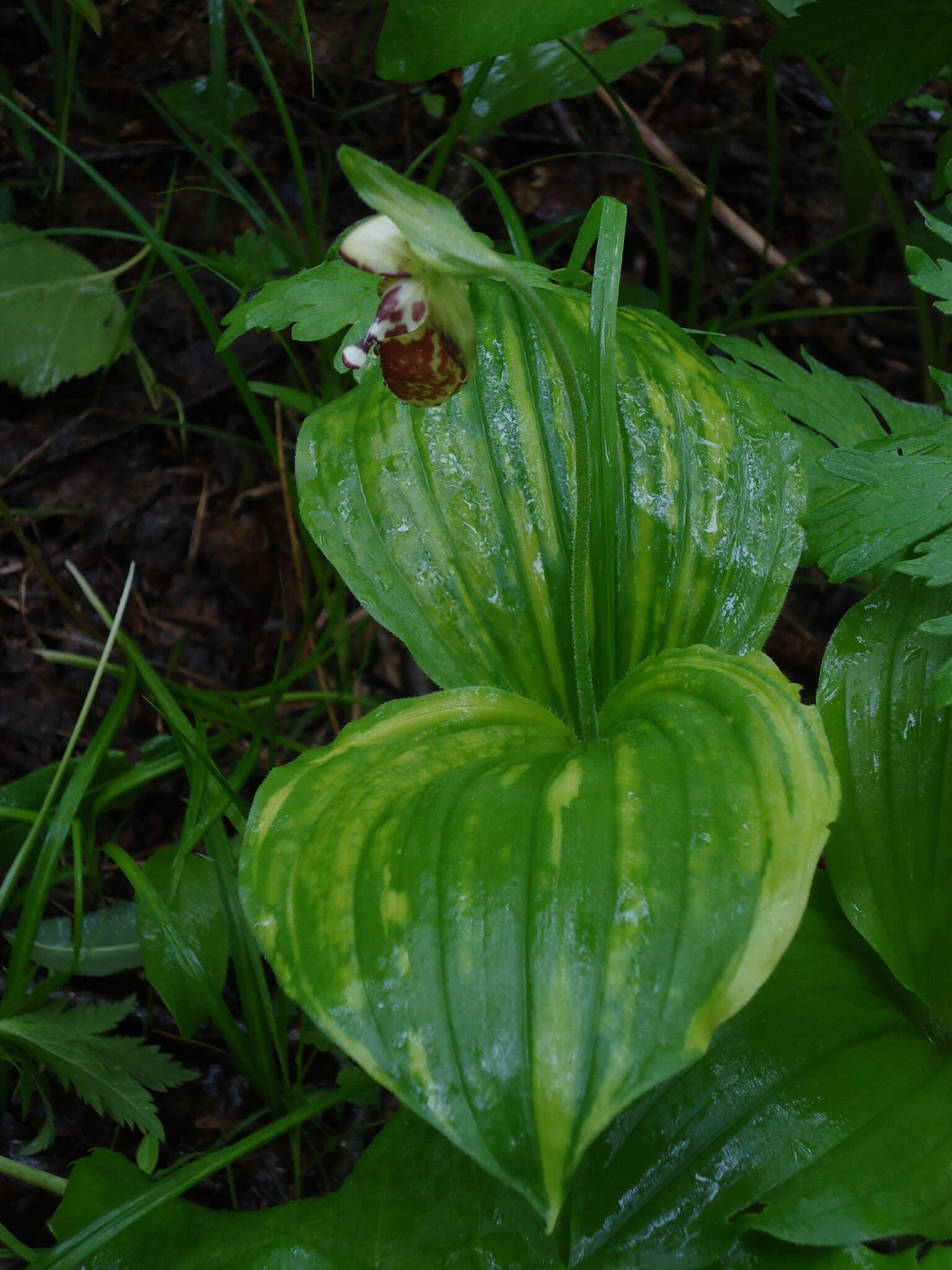 Image of Spotted lady slipper