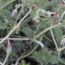 Image of Geranium multisectum N. E. Br.