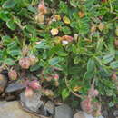 Sivun Helianthemum nummularium var. pyrenaicum (Janchen) C. Raynaud kuva