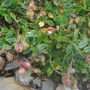 Imagem de Helianthemum nummularium var. pyrenaicum (Janchen) C. Raynaud