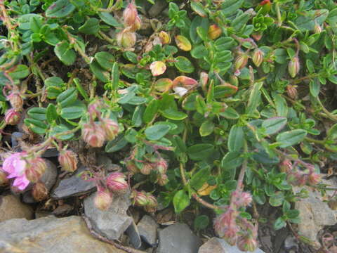 Imagem de Helianthemum nummularium var. pyrenaicum (Janchen) C. Raynaud