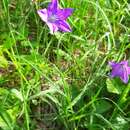 Campanula stevenii subsp. altaica (Ledeb.) Fed. resmi