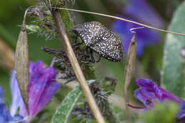 Image of Eurygastrinae