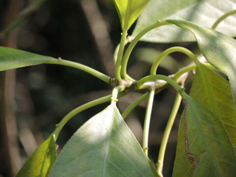 Image of Sapium macrocarpum Müll. Arg.