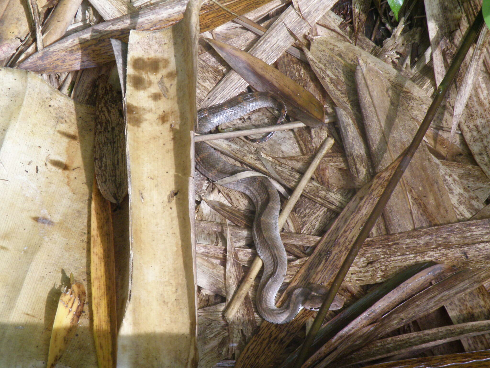 Image of Smooth-scaled Death Adder