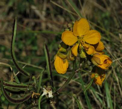 Image of Senna scabriuscula (Vogel) H. S. Irwin & Barneby