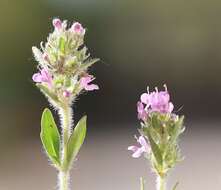 Image of Thymus odoratissimus Mill.