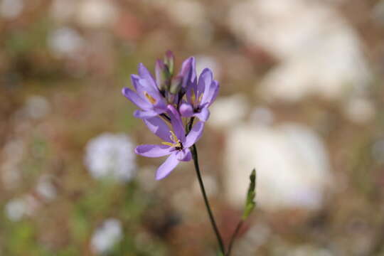 Image of Ixia purpureorosea G. J. Lewis