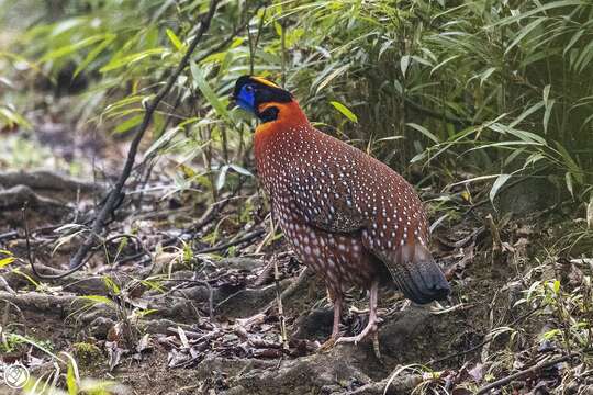 Image of Temminck's Tragopan