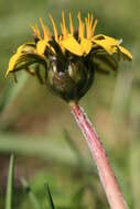 Plancia ëd Taraxacum palustre (Lyons) Symons