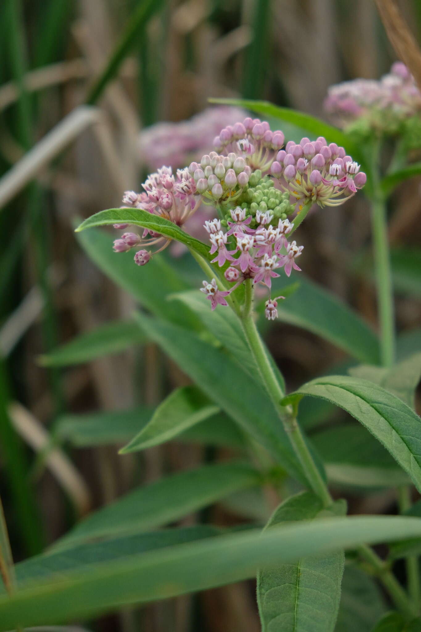 Image of swamp milkweed