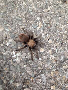 Image of Texas Brown Tarantula