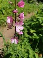 Sidalcea cusickii Piper的圖片