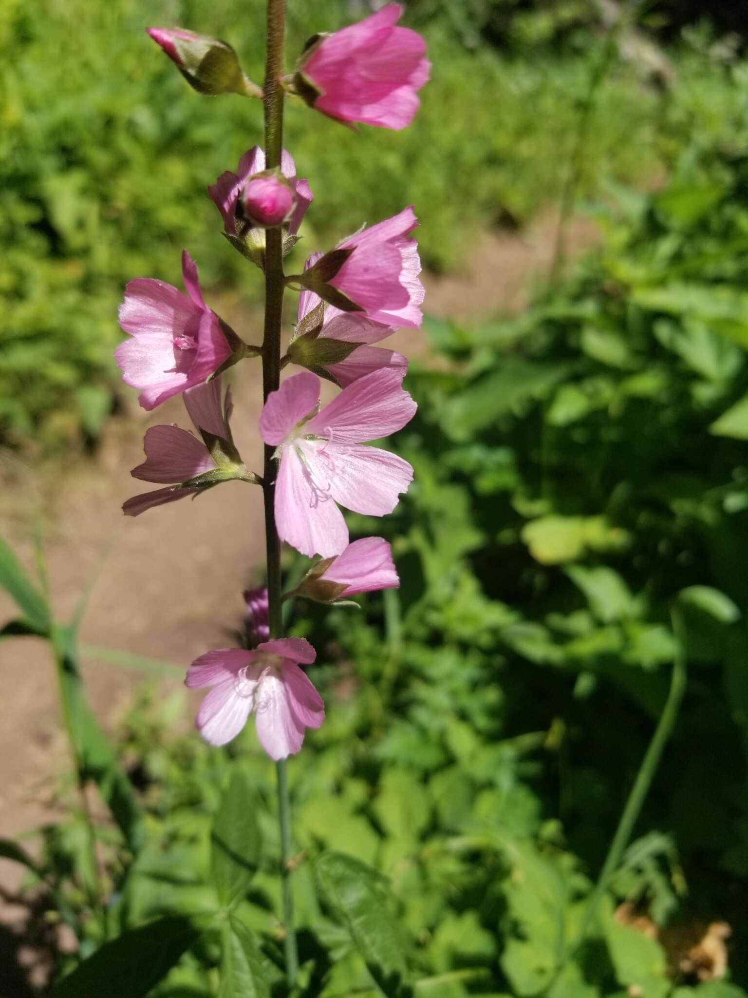 Sidalcea cusickii Piper的圖片