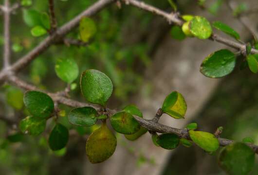 Imagem de Coprosma wallii Petrie