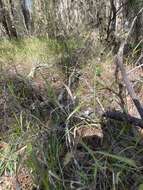 Image of Lax Gaping Grass