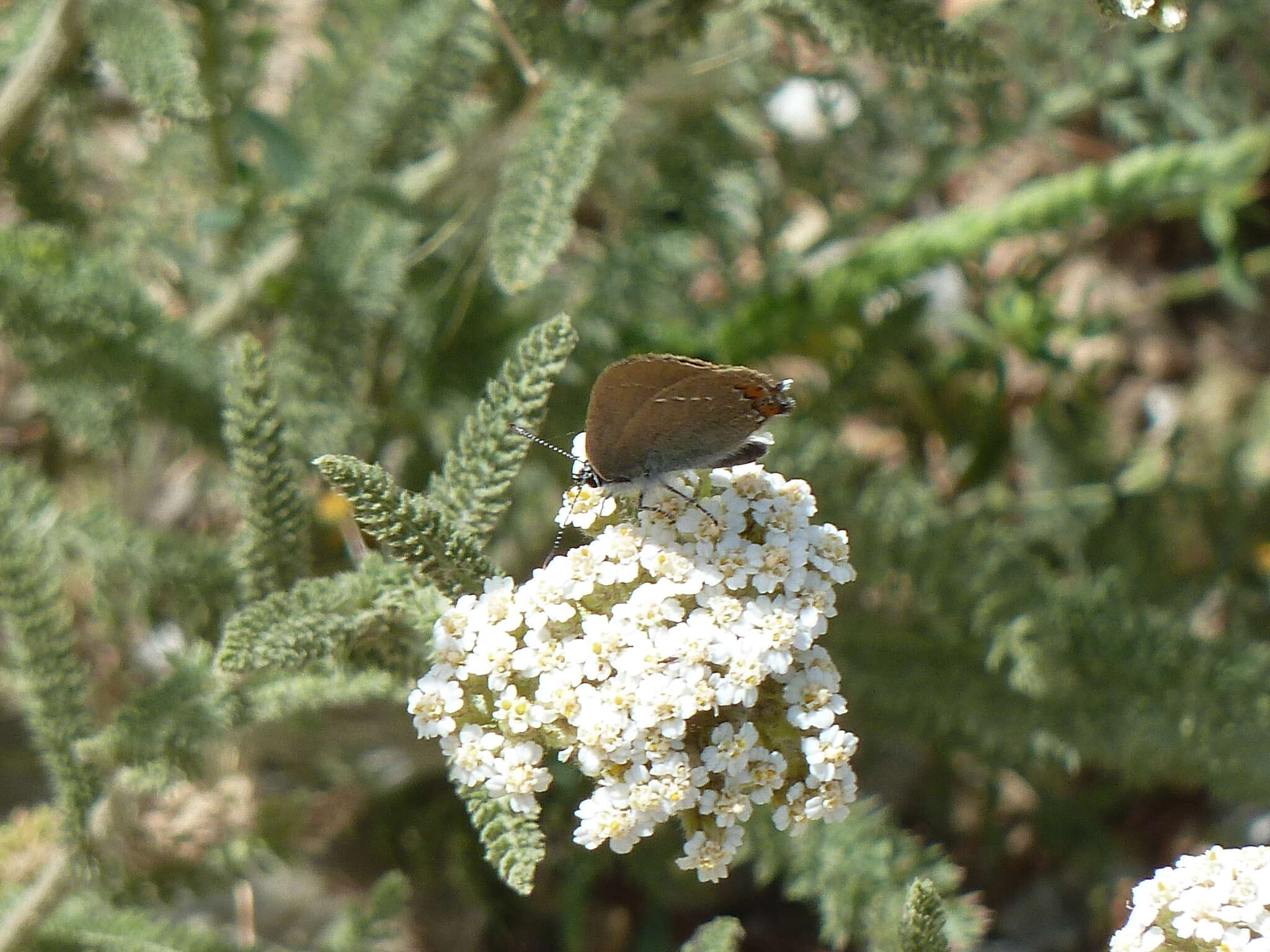 صورة Satyrium acaciae (Fabricius 1787)