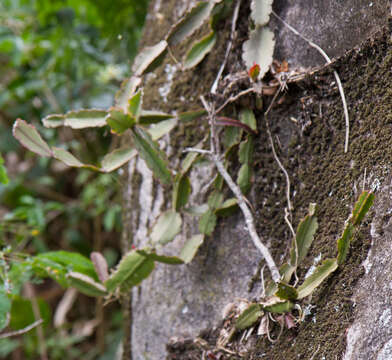 Image de <i>Rhipsalis triangularis</i>