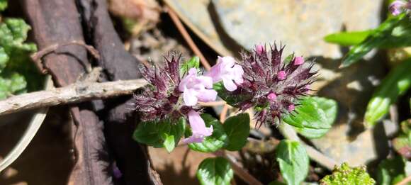 Sivun Clinopodium laxiflorum (Hayata) K. Mori kuva