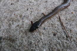 Image of Japanese Keelback