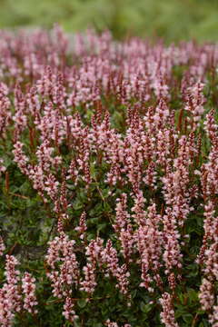 Image of Bistorta vacciniifolia (Wall. ex Meisner) Greene