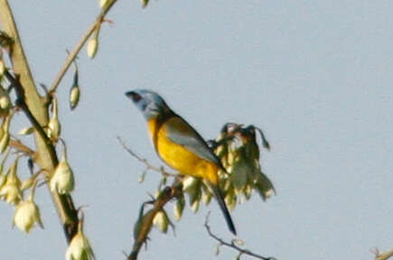 Image of Blue-and-yellow Tanager