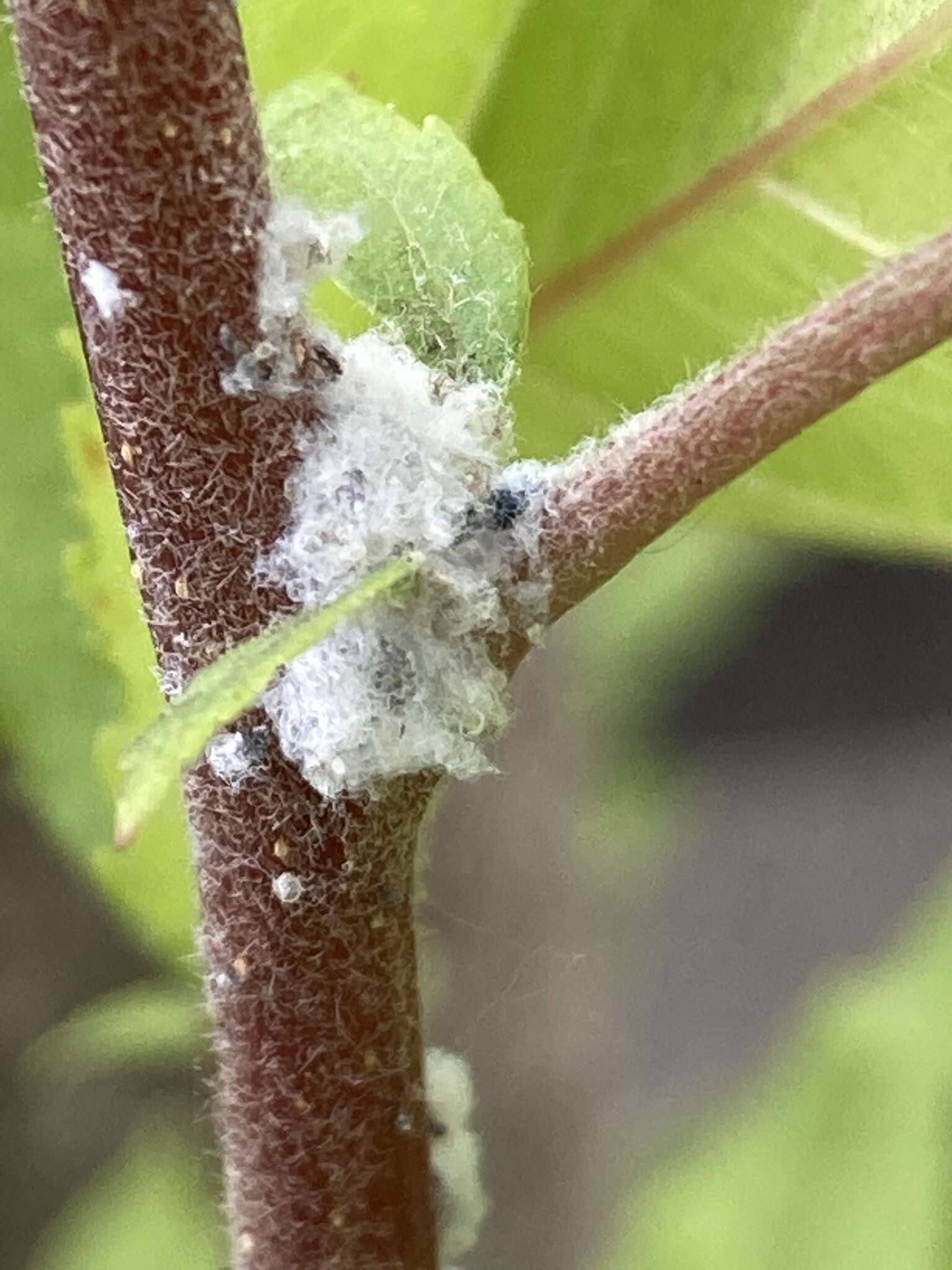 Image of Woolly Apple Aphid