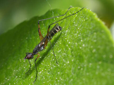 Image of Micropeza corrigiolata (Linnaeus 1767)