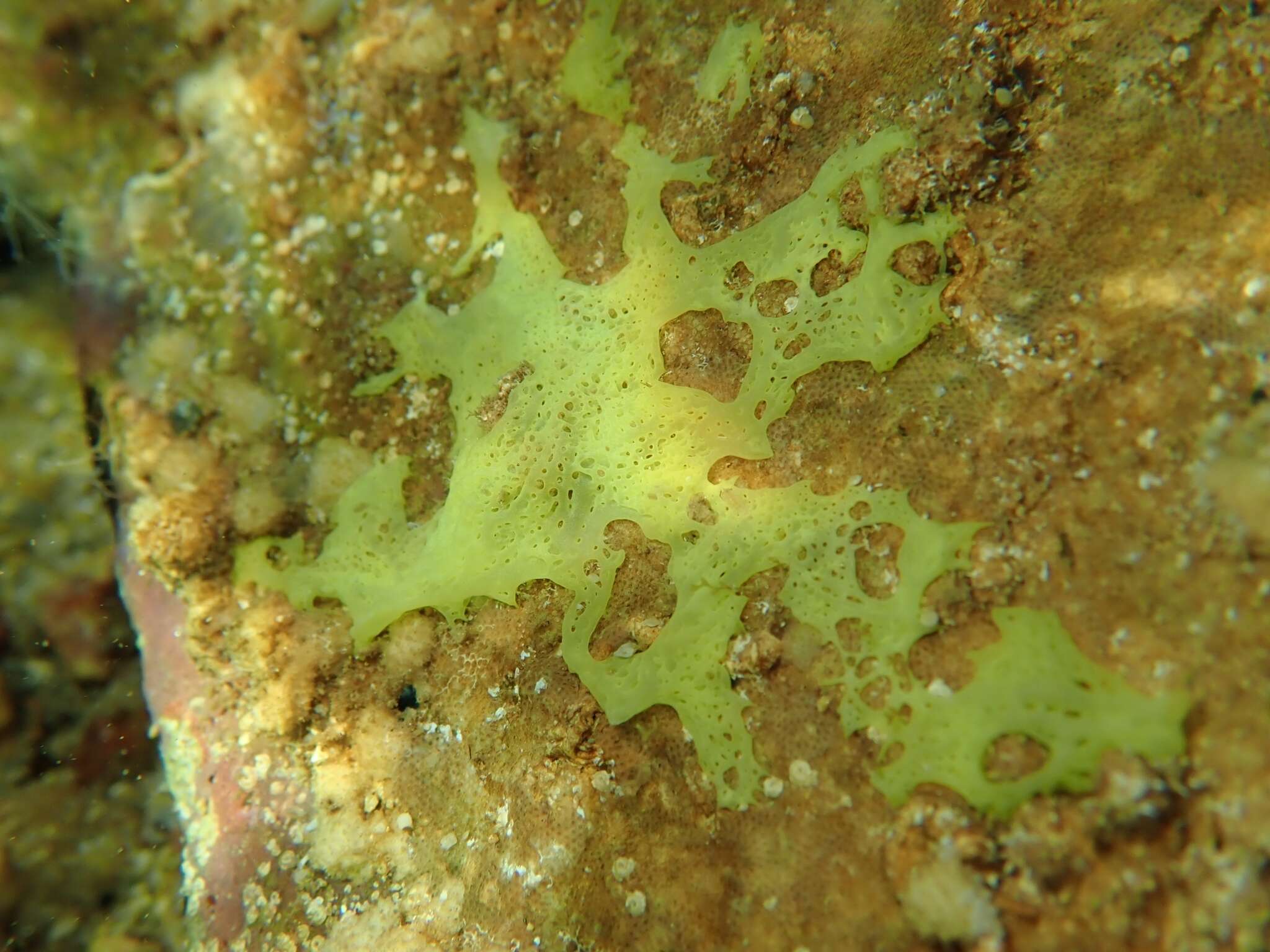 Image of yellow Clathrina