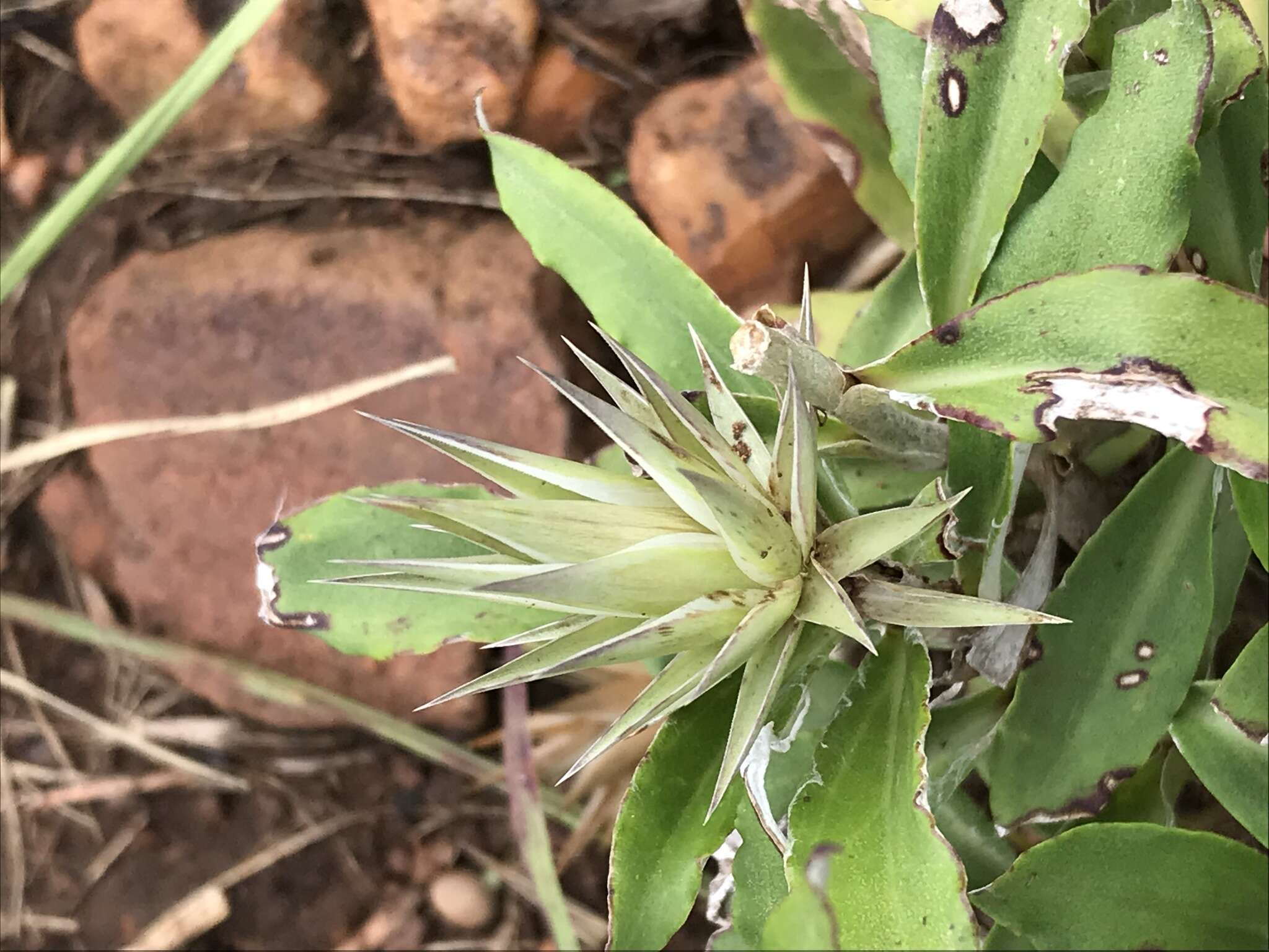 Image of Macledium zeyheri (Sond.) S. Ortiz