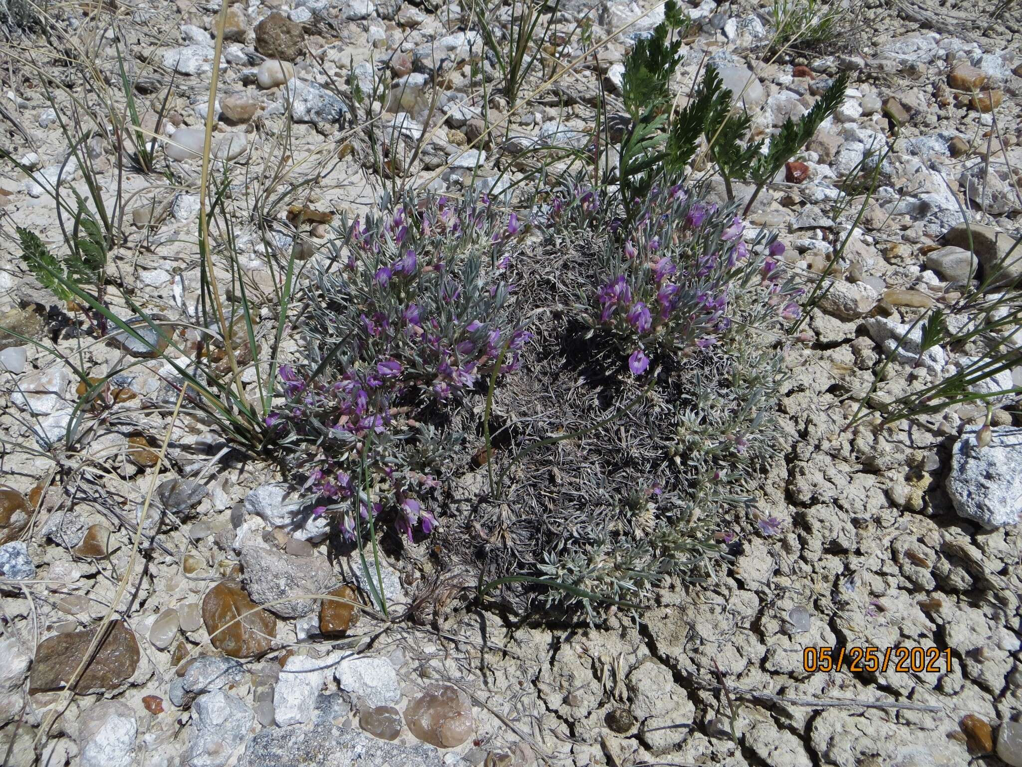 Image of Barr's milkvetch