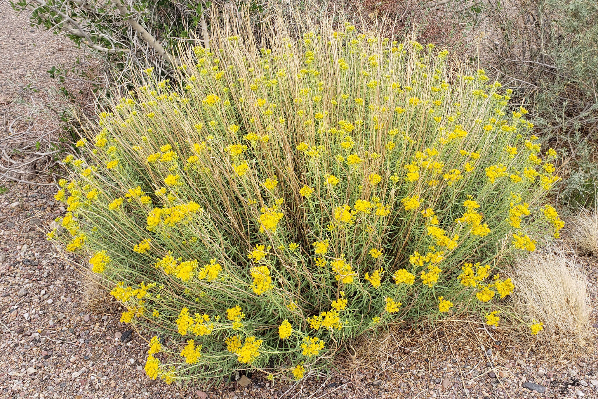 Image of Rusby's goldenbush