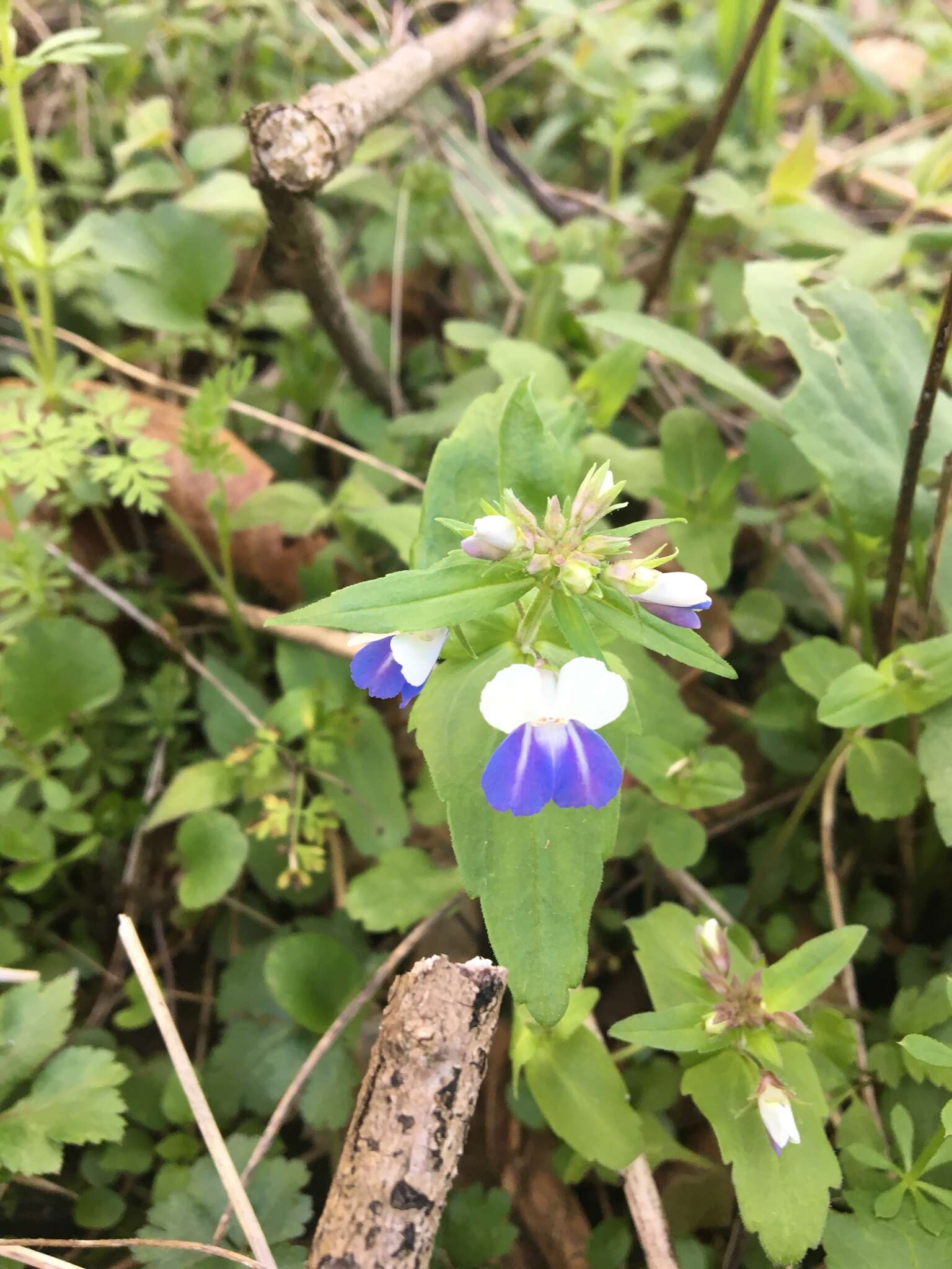 Image of spring blue eyed Mary