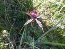 Image of Carousel spider orchid