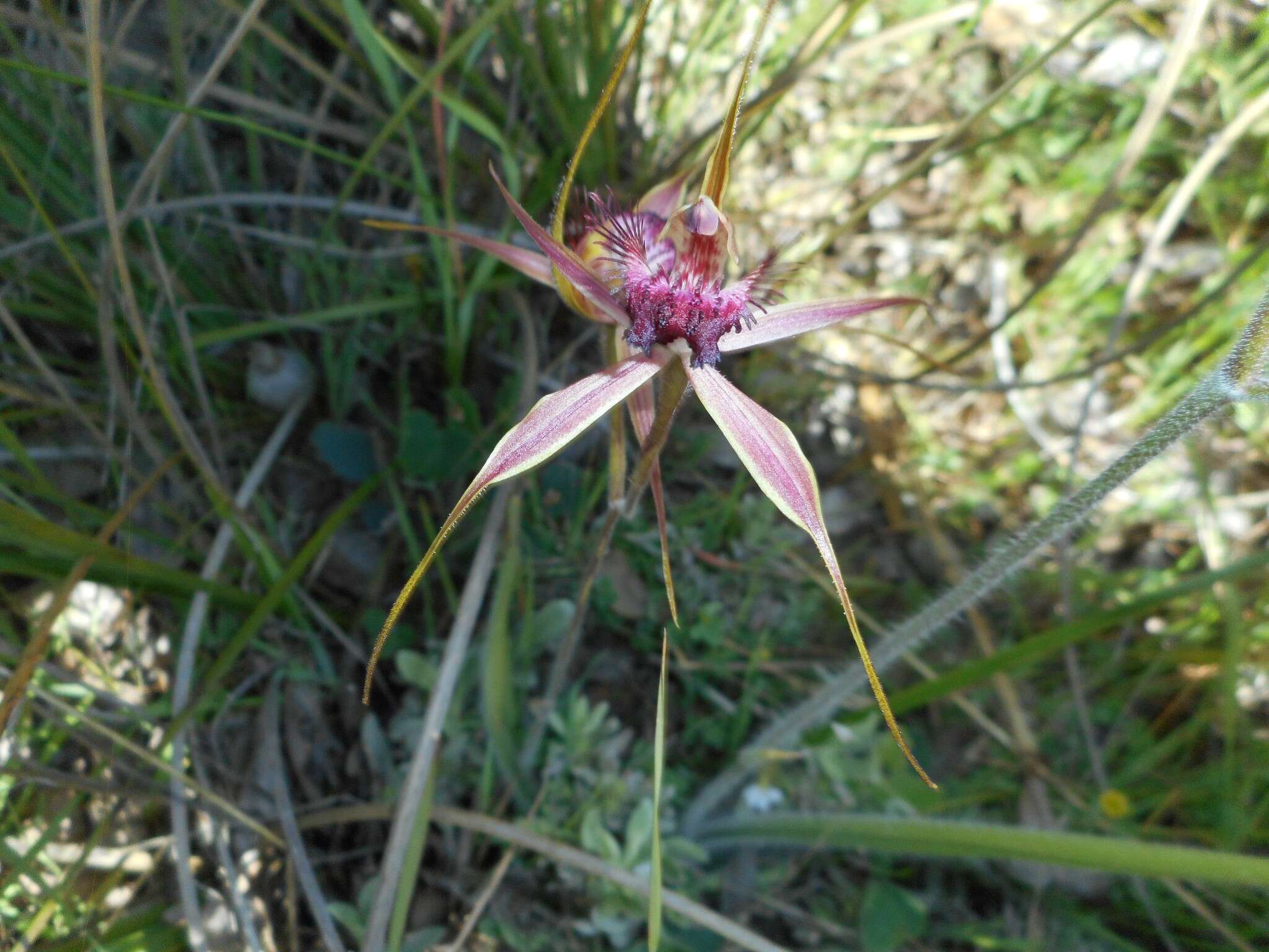 Image of Carousel spider orchid