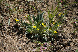 Image of feltleaf violet