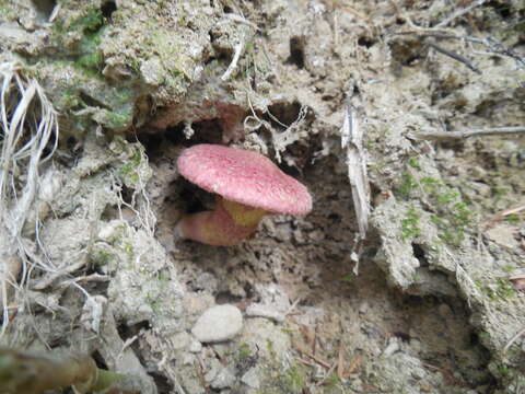 Image of Boletinus asiaticus Singer 1938