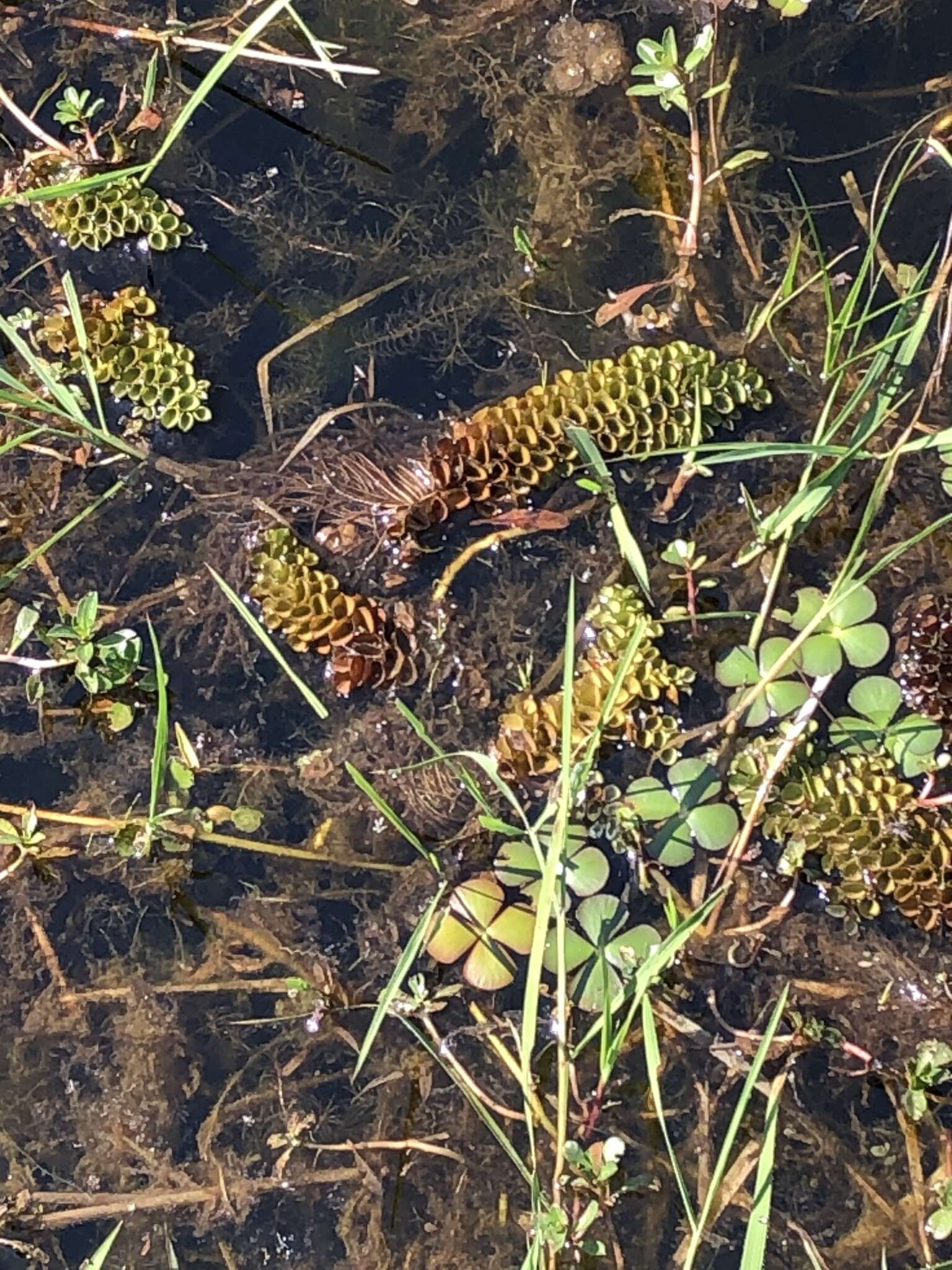 Image of Salvinia cucullata Roxb. ex Bory