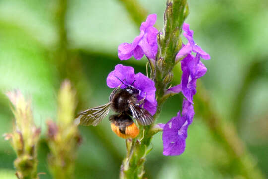 Слика од Bombus excellens Smith 1879