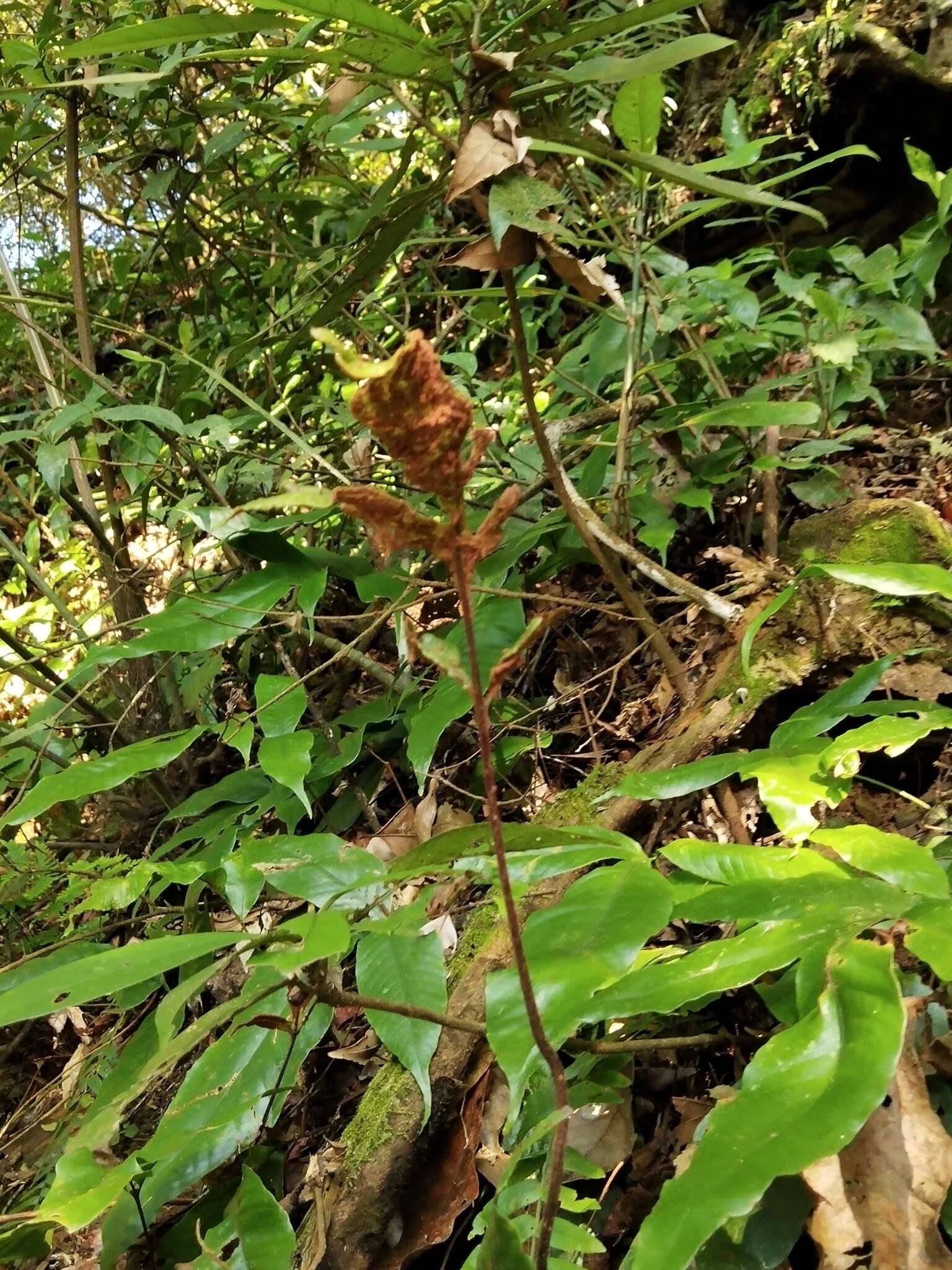 Image of Tectaria harlandii (Hook.) C. M. Kuo