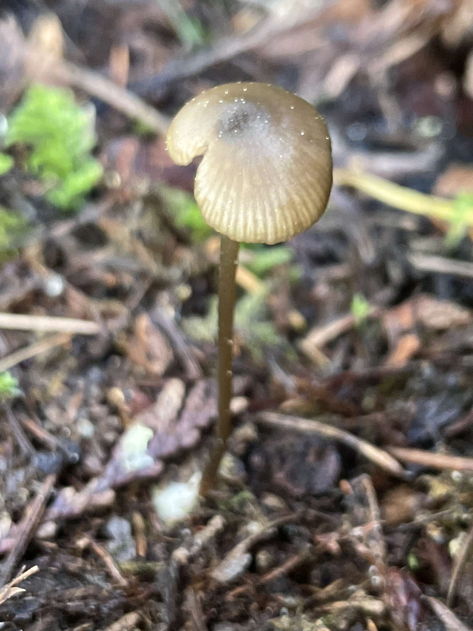 Image of Entoloma clandestinum (Fr.) Noordel. 1980