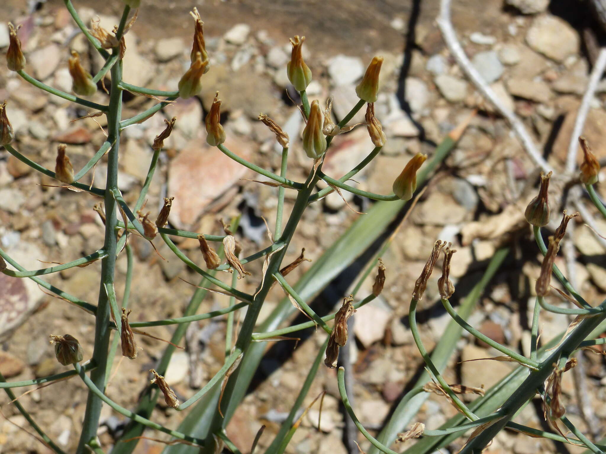 Image of Albuca schoenlandii Baker