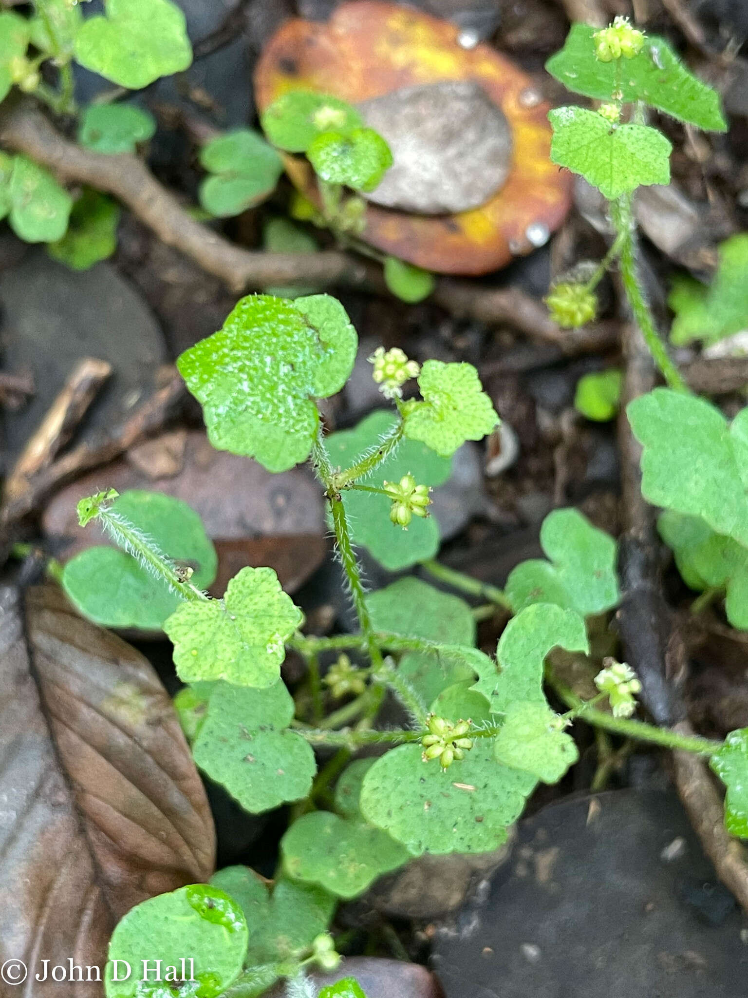 Image de Hydrocotyle bowlesioides Mathias & Constance