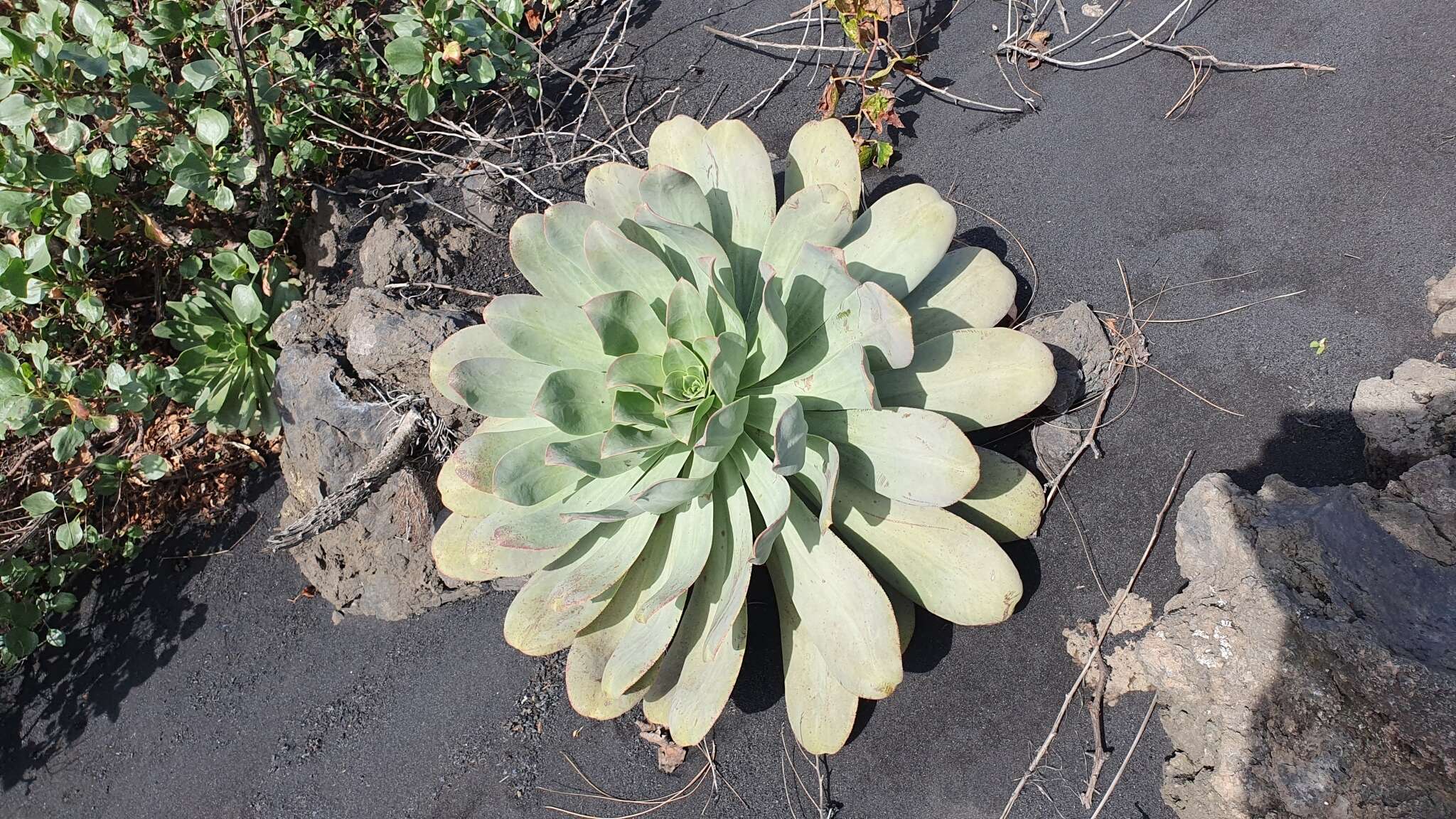 Image of Aeonium hierrense (Murr.) J. Pitard & L. Proust