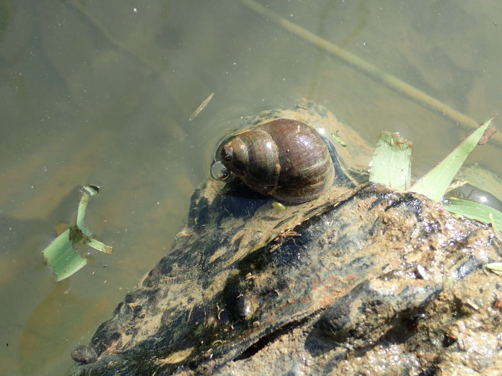 Image of Filopaludina sumatrensis peninsularis Brandt 1974