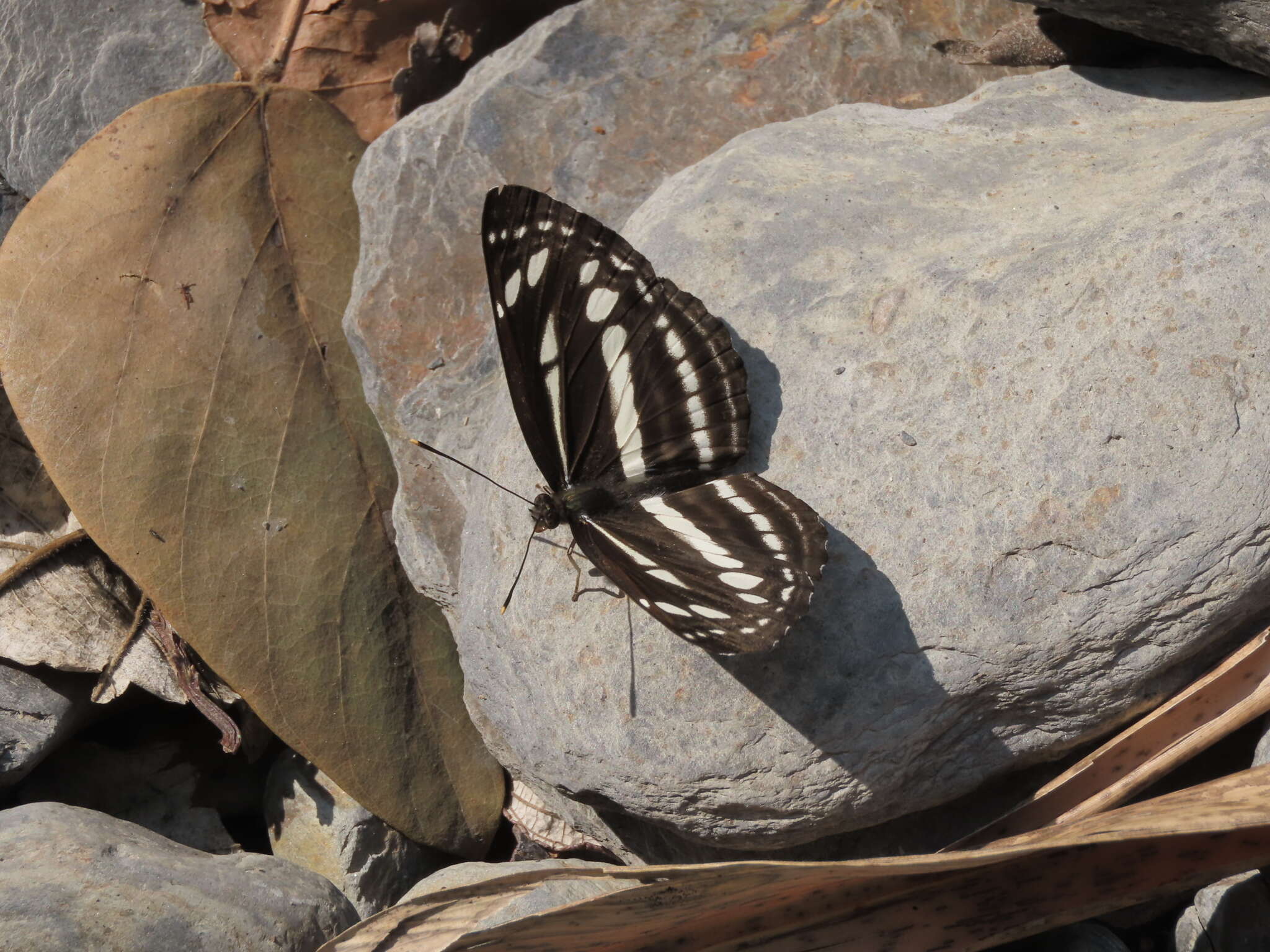 Image of Neptis nata Moore 1857