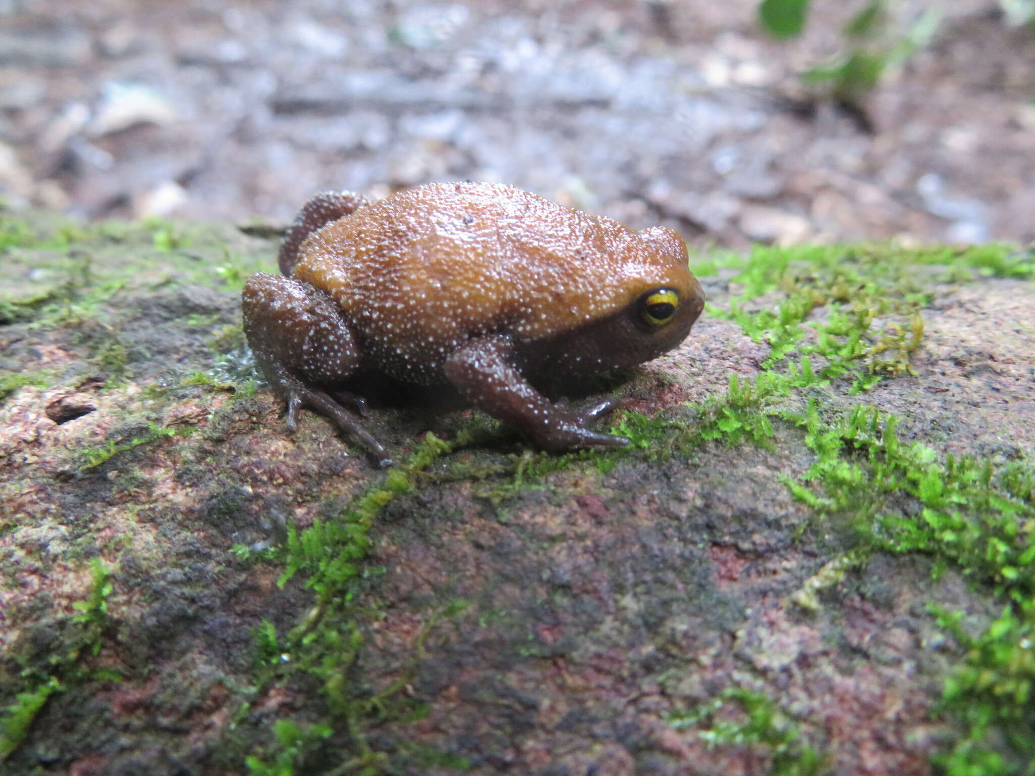 Image of Probreviceps Parker 1931